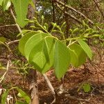 Strophanthus sarmentosus Fulla