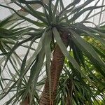 Dracaena draco Ліст