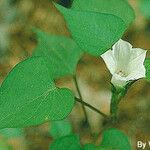 Ipomoea lacunosa Costuma