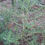 Amaranthus albus Blatt