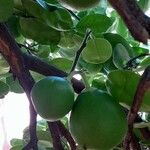 Citrus × aurantiifolia Vili