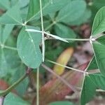 Crotalaria pallida Други