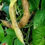 Phaseolus coccineus Fruit