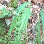 Blechnum spicant Hostoa