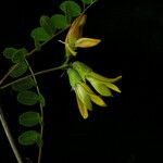 Caragana brevispina Flower