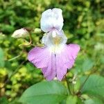 Impatiens balfourii Kvet