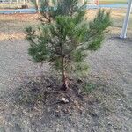 Pinus pineaبرگ