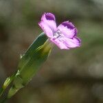 Dianthus virgineus 花