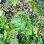 Fallopia scandens Leaf