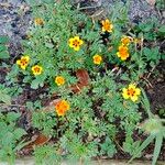 Tagetes tenuifolia 花