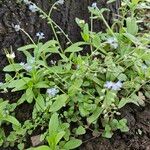 Myosotis arvensis Habit