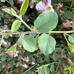 Capparis spinosa Folha