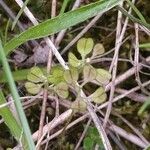 Teesdalia coronopifolia Fruto