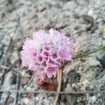 Armeria multiceps Flower