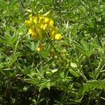 Crotalaria grahamiana Hábito