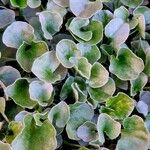 Dichondra argentea Συνήθη χαρακτηριστικά