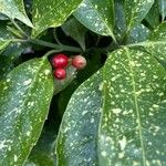 Aucuba japonica Fruit