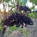 Sambucus nigra Fruit