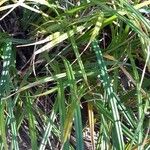 Carex parviflora Hoja