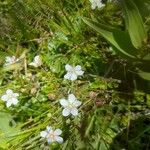 Sibbaldia tridentata Цветок