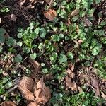 Dichondra repens Hoja