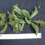 Psychotria marginata Egyéb