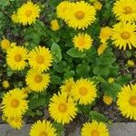 Doronicum orientale Fleur