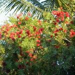 Callistemon viminalis Blomma