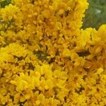 Cytisus galianoi Fula