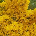 Cytisus galianoi Квітка