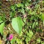 Lathyrus venetus Habitus