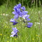 Polemonium caucasicum Flower