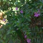 Cuphea hyssopifolia Flower