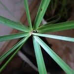 Cyperus alternifolius Levél