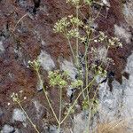 Perideridia californica Flower