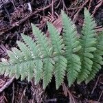 Dryopteris intermedia Hoja