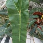 Alocasia micholitziana Φύλλο