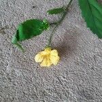 Pavonia sepium Fleur