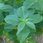 Allamanda blanchetii Leaf