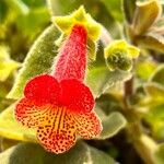 Kohleria amabilis Virág