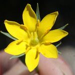 Blackstonia imperfoliata Floare