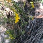 Odontites luteus Flower