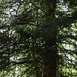 Abies alba Συνήθη χαρακτηριστικά