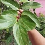 Piper tuberculatum Blad
