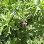 Erodium laciniatum Deilen