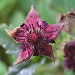 Comarum palustre Flower