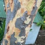 Coccoloba diversifolia Bark