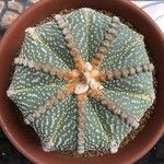 Astrophytum asterias Leaf