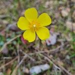 Diatelia tuberaria Fula