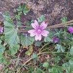 Malva setigeraBlüte